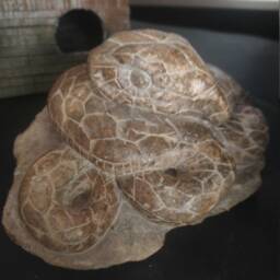 Snake Stone Sculpture - thumbnail 4