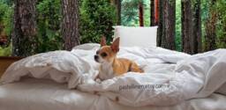 White Linen Bedding Set Natural Bedding Organic Rustic Linen Sheets Full Size King Duvet Cover - thumbnail 1