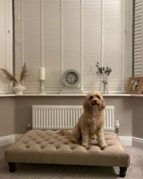 Dogs Handmade Chesterfield Footstool Coffee Table