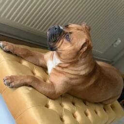 Dogs Handmade Chesterfield Footstool Coffee Table - thumbnail 3