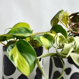 Handmade Cow Pattern Concrete Planter Modern Minimalist Decor - thumbnail 2