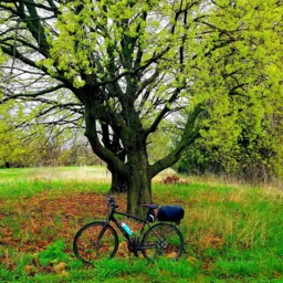 Biking Break Under A Tree Framed Print - thumbnail 3