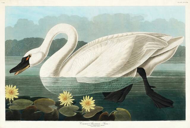 Vintage Common American Swan Print, Nature Bird Print