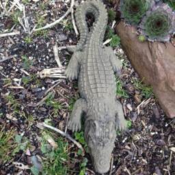 Crocodile Caiman Animal Figure Sculpture Art Sandstone Antique Look S 35 - thumbnail 2