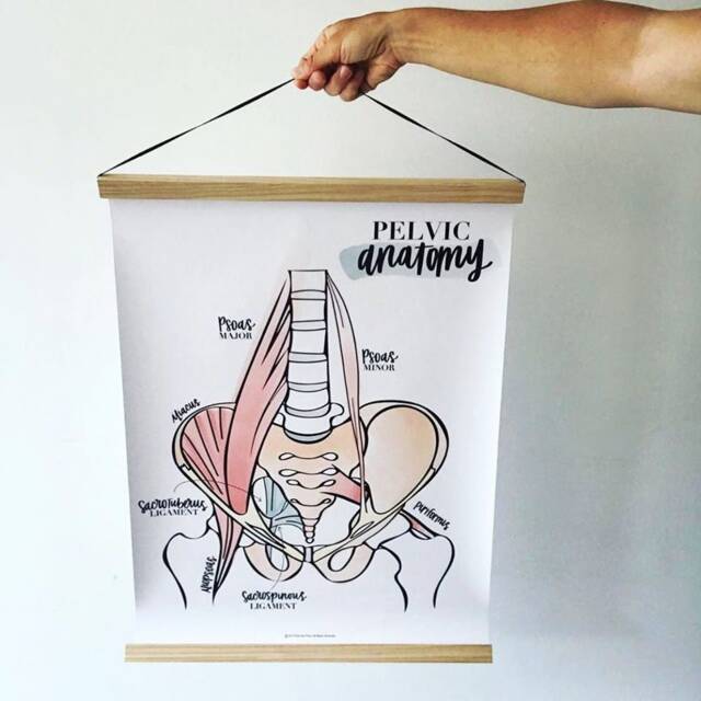 Pelvic Anatomy Poster - Spine Ans Spinal Column Chiropractor Hand Lettered Psoas Piriformis - image 1