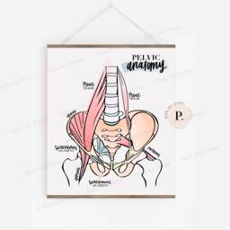 Pelvic Anatomy Poster - Spine Ans Spinal Column Chiropractor Hand Lettered Psoas Piriformis - thumbnail 2