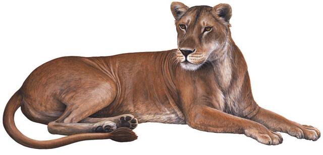 Lioness Wall Decal Sticker - 46 In. X 22 In