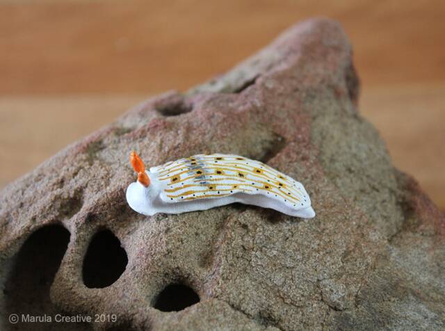 Otome The Nudibranch - Dermatobranchus Otome - image 1