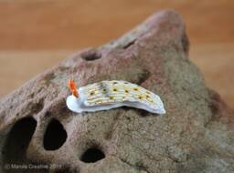 Otome The Nudibranch - Dermatobranchus Otome