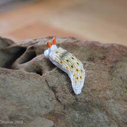 Otome The Nudibranch - Dermatobranchus Otome - thumbnail 4