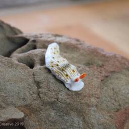 Otome The Nudibranch - Dermatobranchus Otome - thumbnail 3