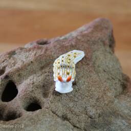 Otome The Nudibranch - Dermatobranchus Otome - thumbnail 2