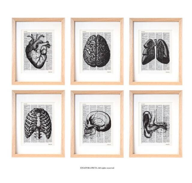 Anatomy Print Set Of 6 Medical Wall Art On Dictionary Page - image 1