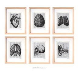 Anatomy Print Set Of 6 Medical Wall Art On Dictionary Page - thumbnail 1