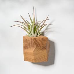White Oak Geometric Air Plant Holder - thumbnail 2