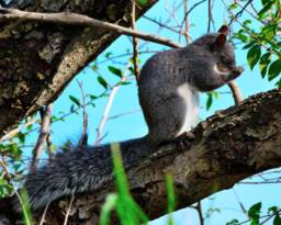 Squirrel Print Instant Download, Wall Art, Decor, Cute Pictures, Nature Photography - thumbnail 1