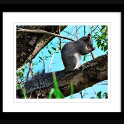 Squirrel Print Instant Download, Wall Art, Decor, Cute Pictures, Nature Photography - thumbnail 2