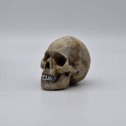 Solid Tiny Human Skull Ornament. Small Replica Plaster Of Paris Skull - thumbnail 3