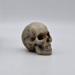 Solid Tiny Human Skull Ornament. Small Replica Plaster Of Paris Skull - thumbnail 2