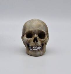 Solid Tiny Human Skull Ornament. Small Replica Plaster Of Paris Skull - thumbnail 1