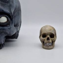 Solid Tiny Human Skull Ornament. Small Replica Plaster Of Paris Skull - thumbnail 4