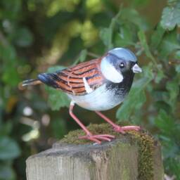 Handcrafted Metal House Sparrow Garden Sculpture British Bird Ornament - thumbnail 3