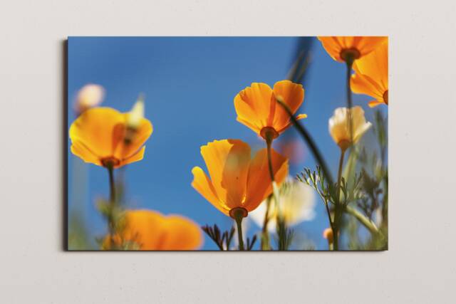 California Poppy Print, Macro Floral Photography, Minimalist Wall Art - image 1