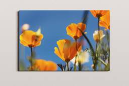California Poppy Print, Macro Floral Photography, Minimalist Wall Art - thumbnail 1