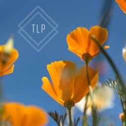 California Poppy Print, Macro Floral Photography, Minimalist Wall Art - thumbnail 3