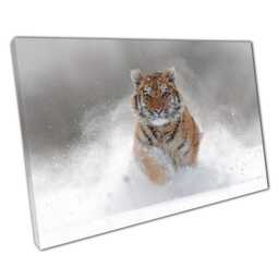 Majestic Siberian Tiger Canvas Print Snowy Terrain Wildlife Art For Home & Office Decor - thumbnail 1