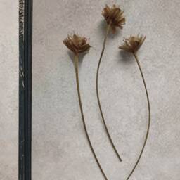 Tiny Dried Flowers in Glass Hanging Frame, Pressed Flower Rustic Picture Framed Flowers, Herbarium, Housewarming Gift - thumbnail 2
