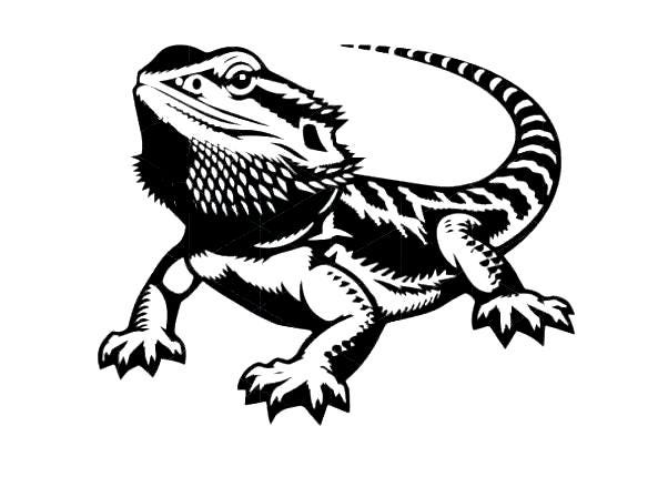 Bearded Dragon Lizard Gecko Vinyl Car Bonnet Hood Side Sticker Decal Graphic Wall Art Van Campervan Motorhome Sign Window Door