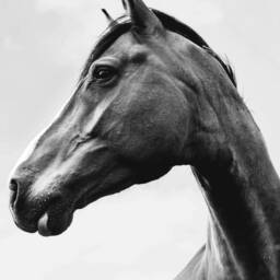 Horse Nursery Art Print Southern Farmhouse Decor - Digital Download - thumbnail 2