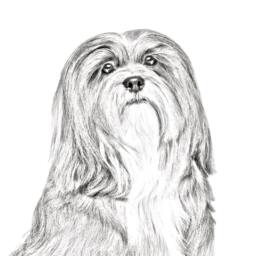 Lhasa Apso - Wooden Stand For Candles/Pens With The Image Of A Dog New Collection - thumbnail 2