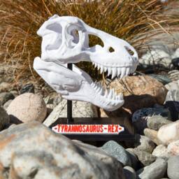 3D Printed T-Rex Skull With Base & Nametag, Dinosaur Fossil Display, Tyrannosaurus Rex Shelf Decor - thumbnail 3