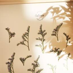 Herbarium Of Dried Flowers Blue Immortal N023 - thumbnail 3