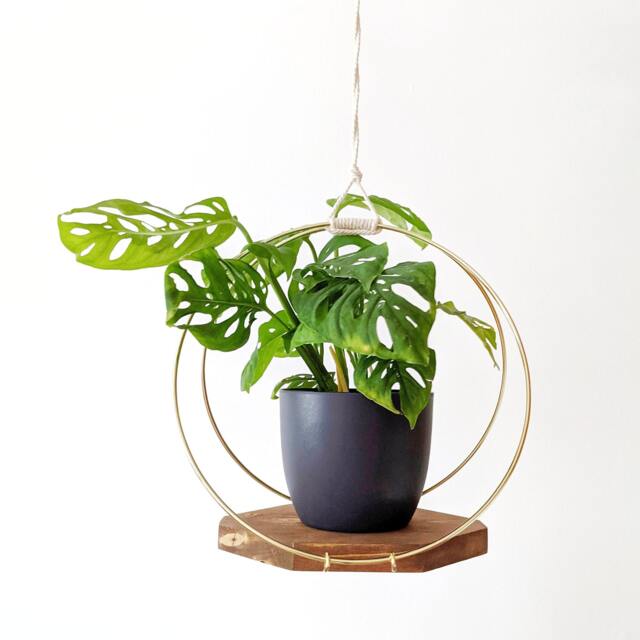 Modern Wooden Plant Hanger With Gold Hoops - image 1