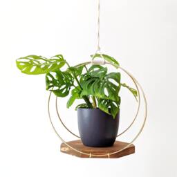 Modern Wooden Plant Hanger With Gold Hoops - thumbnail 1