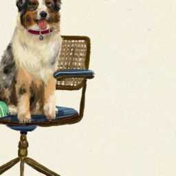 Australian Shepherd Print - Dogs On Chairs Collection 5x7 Inches/A5 A4 A3 - thumbnail 3