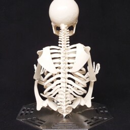 Zen Skeleton - thumbnail 3