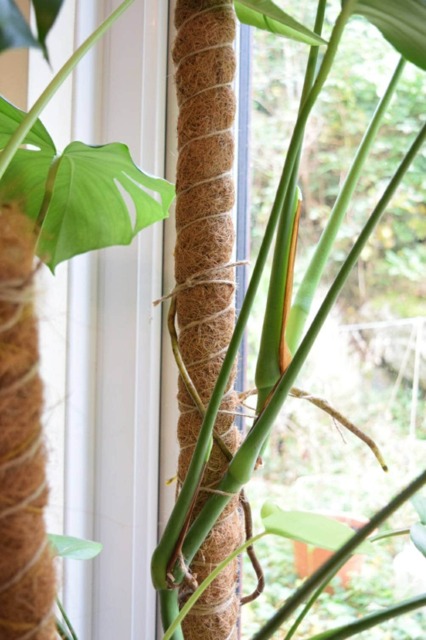 Extendable Coco Coir Moss Pole Plant Support For Monstera, Philodendron - image 1