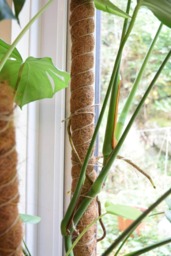 Extendable Coco Coir Moss Pole Plant Support For Monstera, Philodendron