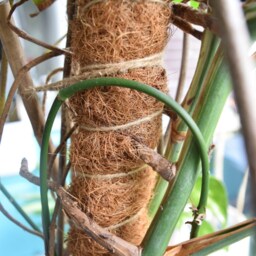 Extendable Coco Coir Moss Pole Plant Support For Monstera, Philodendron - thumbnail 3