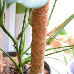 Extendable Coco Coir Moss Pole Plant Support For Monstera, Philodendron - thumbnail 4