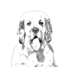 Clumber Spaniel - Wooden Stand For Candles/Pens With The Image Of A Dog New Collection - thumbnail 2