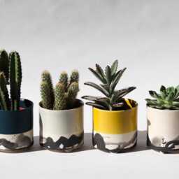 Splatter Planter - Summer Sweet - thumbnail 4