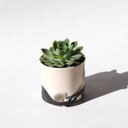 Splatter Planter - Summer Sweet - thumbnail 2