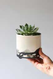 Splatter Planter - Summer Sweet - thumbnail 1