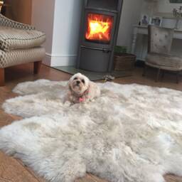 Large Ivory Sheepskin Rug , Six Skin Rug, Neutral Genuine Sheepskin, Fluffy Xl Interior Accessories - thumbnail 2