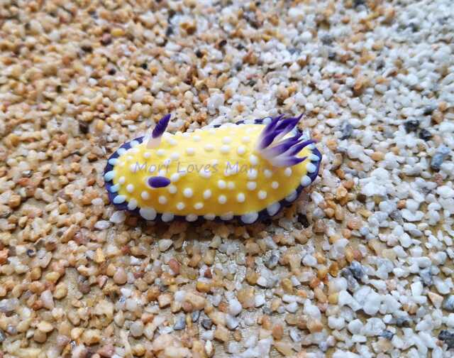 Goniobranchus Vibratus, Nudibranch, Sea Slug, Diver, Clay, Handmade, Souvenir, Magnet, Umiushi, ????????????, ?????????????????????????????????????????? - image 1